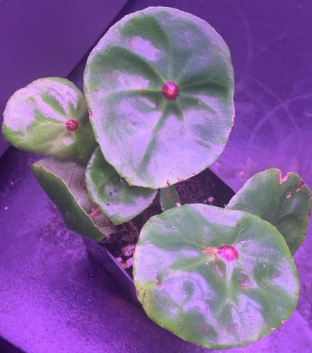 Very rare begonia conchifolia - very,