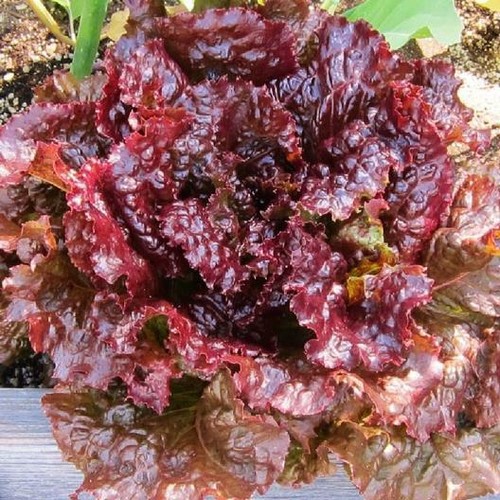 800 ruby red leaf - 800+, lettuce