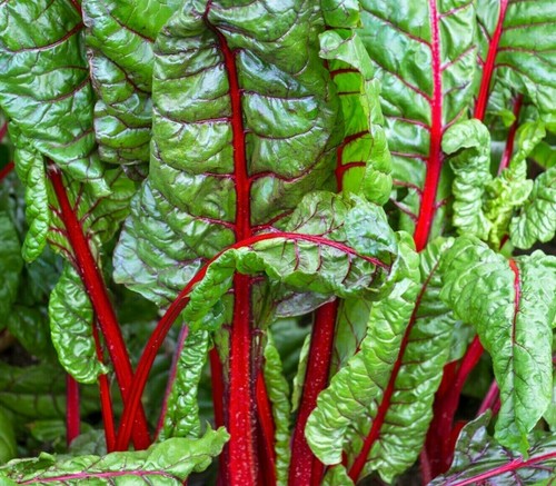 Ruby red swiss chard seeds - red,