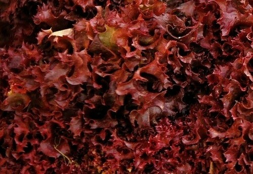 Ruby red lettuce seeds - ruby,