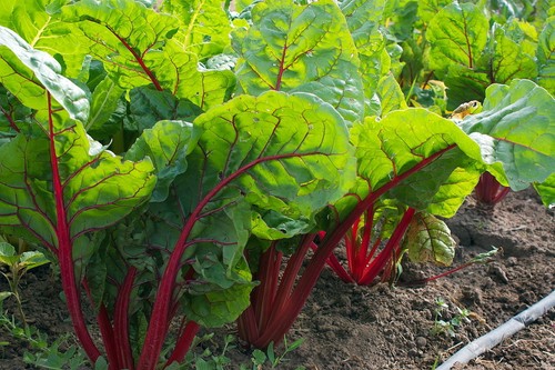 Ruby red swiss chard - swiss, seeds