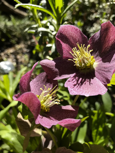 Hellebores lenten rose ruby - lenten,