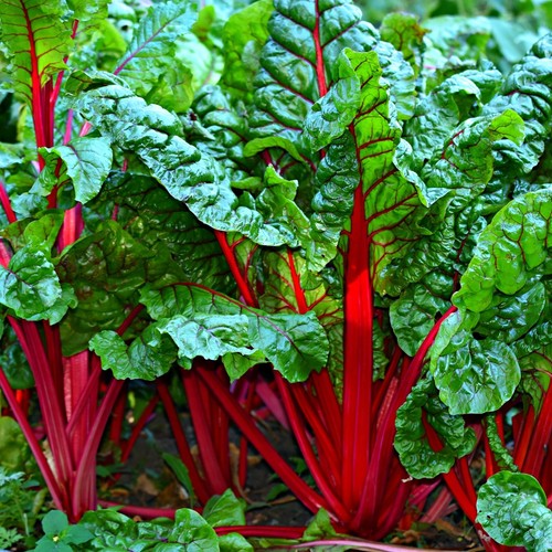 Swiss chard seeds ruby - chard, seeds,