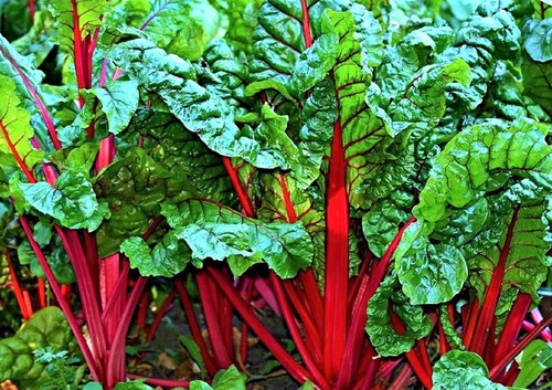 Ruby red swiss chard seeds - swiss,